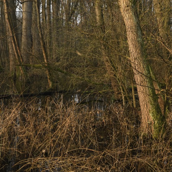 In the quarry forest, swamp forest... Meerbusch (Lanker Bruch), swampy alluvial forest, alder swamp forest in the area of a Rhine siltation loop, old Rhine, endangered native nature, landscape in North Rhine-Westphalia, Germany, Meerbusch, Rhine district Neuss, North Rhine-Westphalia, Western Europe