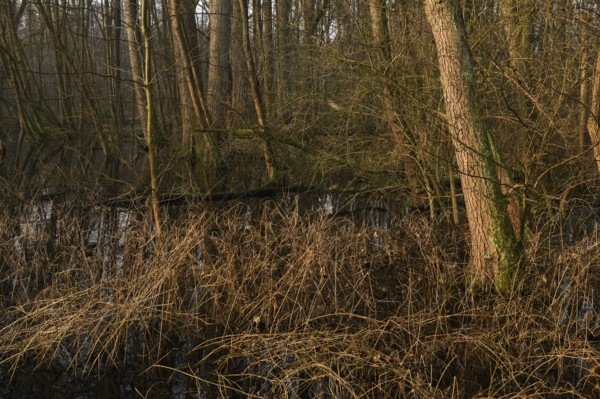 In the quarry forest, swamp forest... Meerbusch (Lanker Bruch), swampy alluvial forest with alders, poplars, ash trees and dense undergrowth, alder swamp forest in the area of a Rhine meander that silted up centuries ago, old Rhine, endangered native nature, landscape in North Rhine-Westphalia, Germany, Meerbusch, Rhine district of Neuss, North Rhine-Westphalia, Western Europe