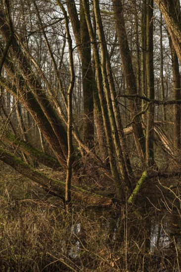 In the quarry forest, swamp forest... Meerbusch (Lanker Bruch), swampy alluvial forest with alders, poplars, ash trees and dense undergrowth, alder swamp forest in the area of a Rhine meander that silted up centuries ago, old Rhine, endangered native nature, landscape in North Rhine-Westphalia, Germany, Meerbusch, Rhine district of Neuss, North Rhine-Westphalia, Western Europe