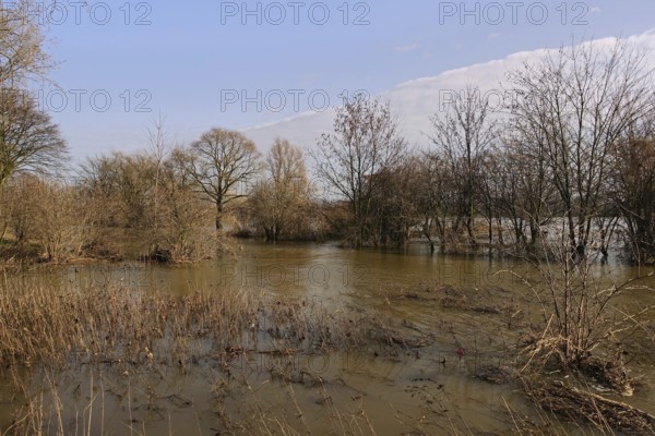 Floods on the banks of the Rhine, trees and bushes in the middle of the floods on the Rhine near Düsseldorf, Cologne, Lower Rhine, native nature, Meerbusch, Rhineland, Rhine district Neuss, North Rhine-Westphalia, Germany, Western Europe