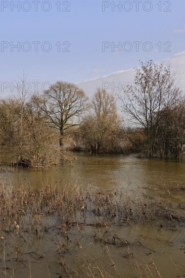 Floods on the banks of the Rhine, trees and bushes in the middle of the floods on the Rhine near Düsseldorf, Cologne, Lower Rhine, native nature, Meerbusch, Rhineland, Rhine district Neuss, North Rhine-Westphalia, Germany, Western Europe