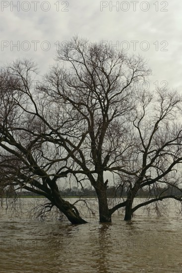 Land under water, flood on the Rhine, flooded tree in the middle of the flood, tree on the banks of the Rhine is washed over by the flood, Lower Rhine near Cologne and Düsseldorf, Lower Rhine, local nature, weather situation, Meerbusch, Rhineland, Rhine district Neuss, North Rhine-Westphalia, Germany, Western Europe