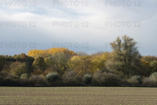 Explosion of colours... Leaves changing colour in the Latumer Bruch (Meerbusch, North Rhine-Westphalia) in autumn, autumn mood, beginning of autumn, view over fields to the autumn-coloured edge of the forest, local nature, weather conditions, Meerbusch, Rhein-Kreis Neuss, North Rhine-Westphalia, Germany, Western Europe