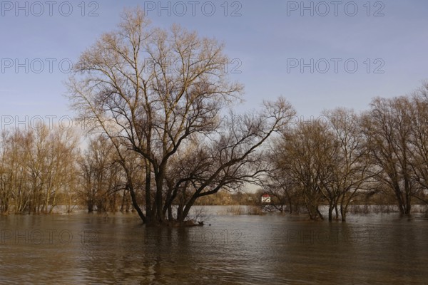 Partially flooded trees standing in water, high water on the Rhine near Düsseldorf, high water situation, flooding on the banks of the Rhine, weather situation, Lower Rhine, local nature, Meerbusch, Rhineland, Rhine district Neuss, North Rhine-Westphalia, Germany, Western Europe