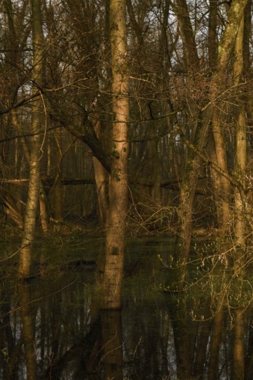 At high water levels... near-natural marshy forest, alluvial forest with alders, poplars, ash trees and dense undergrowth, alder forest in the area of a Rhine meander that silted up centuries ago, old Rhine, endangered native nature, unspoilt landscape in North Rhine-Westphalia, Germany, Lanker Bruch, Strümper Bruch, Ilvericher Altrheinschlinge, Meerbusch, Rhein-Kreis Neuss, North Rhine-Westphalia, Western Europe