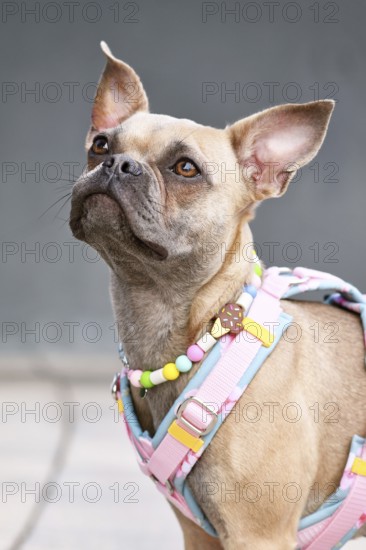 Portrait of French Bulldog with long healthy nose wearing a y-shaped dog harness and necklace in front of gray wall