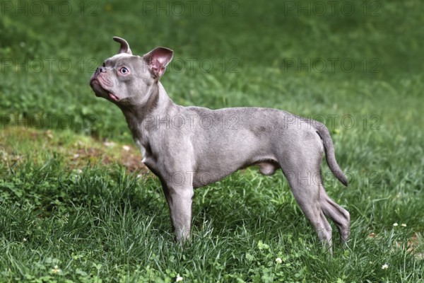 Male Lilac French Bulldog dog with long healthy nose and tail