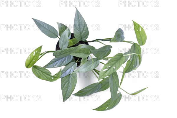 Top view of tropical 'Epipremnum Pinnatum Cebu Blue' houseplant with silver-blue leaves in pot on white background