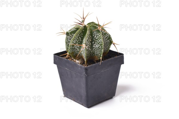 Bishop's Cap 'Astrophytum Ornatum' cactus plant in flower pot on white background