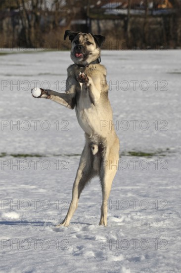 Kangal, anatolian guard dog, pet, jumps after thrown snowball, snowball right in front of the paw, sticks out tongue, snapshot, funny animal photo, Allgäu, Bavaria, Germany, Allgäu, Bayern, Germany
