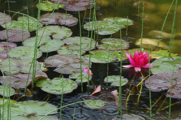 Pond rose (Nuphar) red blossom and green leaves in a garden pond during a rain shower, Allgäu, Bavaria, Germany, Allgäu, Bavaria, Germany