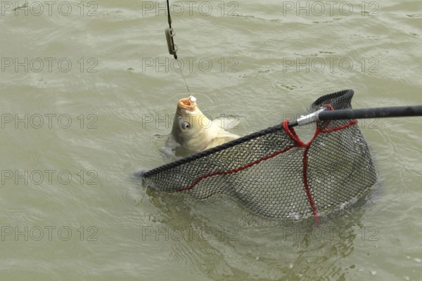 Whitefish (Leuciscinae) in landing net, South Hungary, Hungary, South Hungary, Hungary