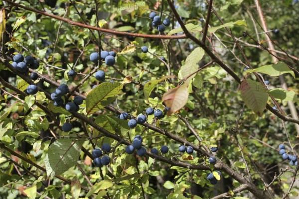 Blackthorn (Prunus spinosa) also known as sloe, ripe, dark blue fruit on a shrub at the edge of a forest, Allgäu, Bavaria, Germany, Allgäu, Bavaria, Germany