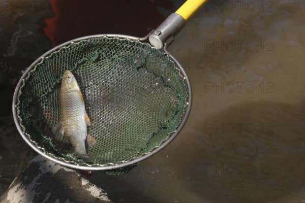 Fishing with current, stunned white fish in landing net, Stadtbach Mindelheim, Allgäu, Bavaria, Germany, Allgäu, Bavaria, Germany