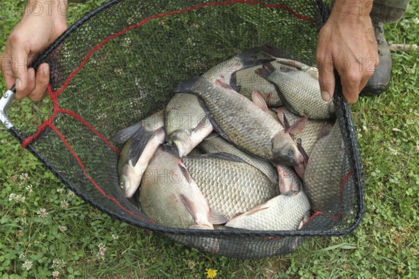 Whitefish (Leuciscinae) in landing net, Southern Hungary, Hungary, Southern Hungary, Hungary