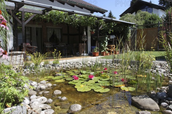 Garden pond with house terrace in midsummer, Allgäu, Bavaria, Germany, Allgäu, Bavaria, Germany