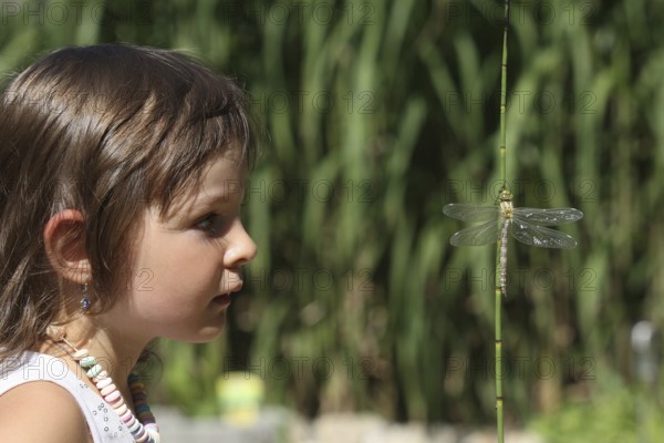 Girl, toddler looking at freshly hatched Southern Hawker (Aeshna cyanea) dragonfly at a garden pond, Allgäu, Bavaria, Germany, Allgäu, Bavaria, Germany