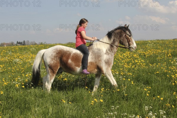 Girl riding a Crilollo gelding without saddle in a dandelion meadow (Taraxacum) Allgäu, Bavaria, Germany, Allgäu, Bavaria, Germany