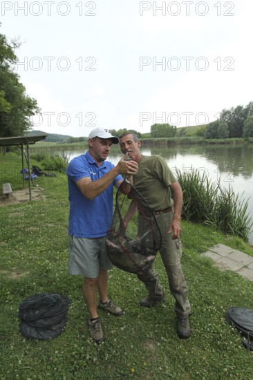 Fishermen, anglers, caught white fish (Leuciscinae) are weighed and then released, South Hungary, Hungary, South Hungary, Hungary