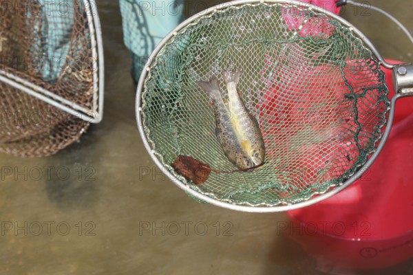 Fishing with current, stunned brown trout (Salmo trutta fario) in landing net, town stream in Mindelheim, Allgäu, Bavaria, Germany, Allgäu, Bavaria, Germany