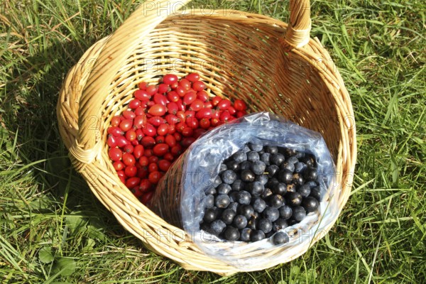 Blackthorn (Prunus spinosa) also known as sloe, ripe, dark blue fruits and the ripe, red fruits of the dog rose (Rosa canina), so-called rose hips, in a basket, Allgäu, Bavaria, Germany, Allgäu, Bavaria, Germany