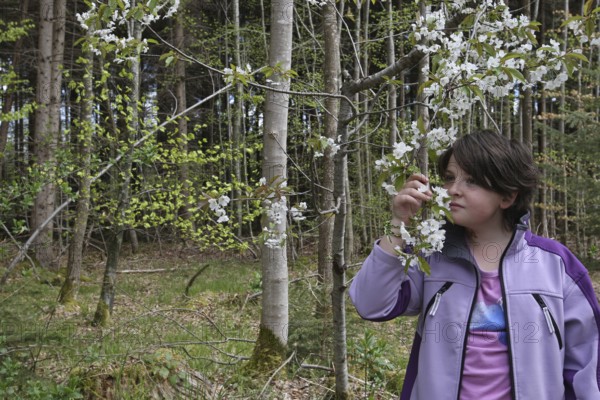 Girl smelling the blossoms of the wild cherry (Prunus avium) Child in nature, love of nature, Allgäu, Bavaria, Germany, Allgäu, Bayern, Deutschland