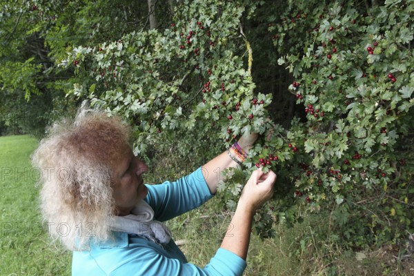 Hawthorn (Crataegus) woman picking ripe, red fruits at the edge of a forest, Allgäu, Bavaria, Germany, Allgäu, Bavaria, Germany