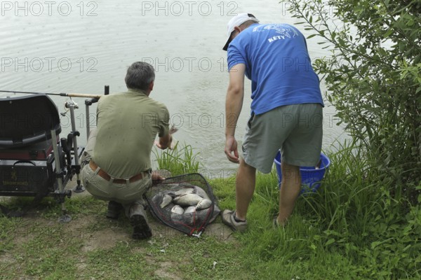 Fishermen, Anglers, Whitefish (Leuciscinae) are released again, Southern Hungary, Hungary, Southern Hungary, Hungary
