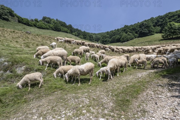 Flock of sheep (Ovis gmelini), Ferrara di Monte Baldo, Italy