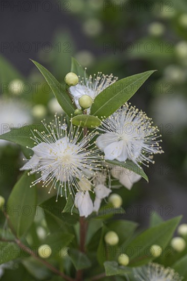 Myrtle (Myrtus communis), Malcesine, Italy