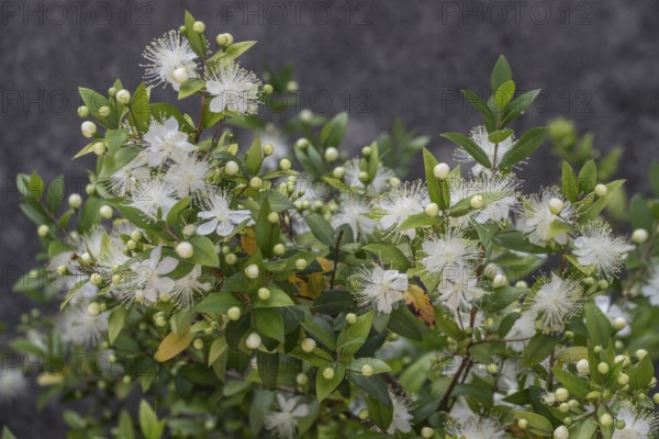 Myrtle (Myrtus communis), Malcesine, Italy