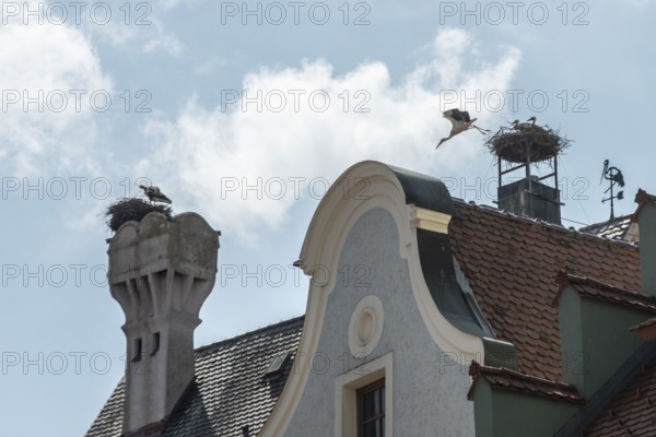 White storks (Ciconia ciconia), Memmingen, Bavaria, Germany
