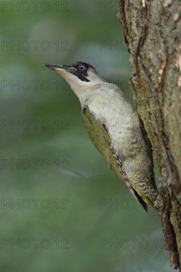 Everything under control... Green woodpecker (Picus viridis) sitting on a tree trunk in typical woodpecker style, looking around over its shoulder, second most common native woodpecker after the great spotted woodpecker, Lower Rhine, North Rhine-Westphalia, Germany, Western Europe