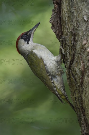 In the forest... Green woodpecker (Picus viridis) sits on a tree trunk in typical woodpecker posture, supporting itself with its tail, common native woodpecker, second most common woodpecker species in Germany after the great spotted woodpecker, often observed in gardens and parks, Lower Rhine, North Rhine-Westphalia, Germany, Western Europe