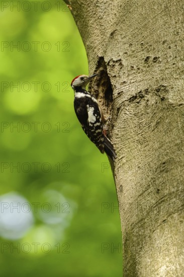 More appearance than reality... Middle Spotted Woodpecker (Leiopicus medius) at an old beech tree, inspecting a Black Woodpecker hole, which will be much too big for him as a nesting hole, funny picture, native nature in Germany, Lower Rhine, North Rhine-Westphalia, Western EuropeMiddle Spotted Woodpecker (Leiopicus medius) perched at the nesting hole of a Black Woodpecker, wildlife