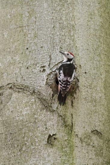 Delusions of grandeur... Middle spotted woodpecker (Leiopicus medius) on the trunk of an old copper beech in front of a woodpecker cavity, native nature in Germany, Lower Rhine, North Rhine-Westphalia, Western Europe