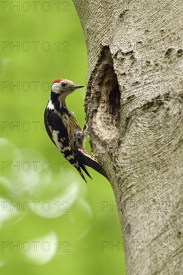Delusions of grandeur... Middle spotted woodpecker (Leiopicus medius) sitting on an old beech tree, inspecting a black woodpecker cavity, which will be much too big for him as a breeding cavity, funny picture, native nature in Germany, Lower Rhine, North Rhine-Westphalia, Western Europe