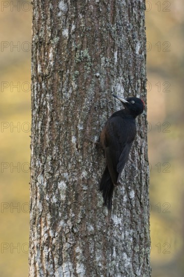 With the first light... Black woodpecker (Dryocopus martius) foraging on a tree trunk, adult female in typical pose, clear light, pleasant colours, southern Sweden, Sweden, Scandinavia, northern Europe