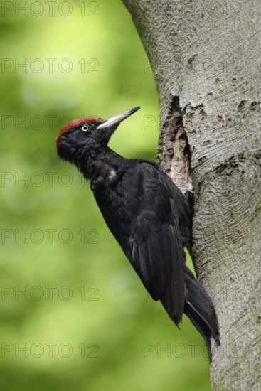 Ants in the feathers... Black woodpecker (Dryocopus martius), adult male, returning to his breeding cavity in an old beech tree after foraging, woodpecker, old trees, wildlife, native nature in Germany, Lower Rhine, North Rhine-Westphalia, Western Europe