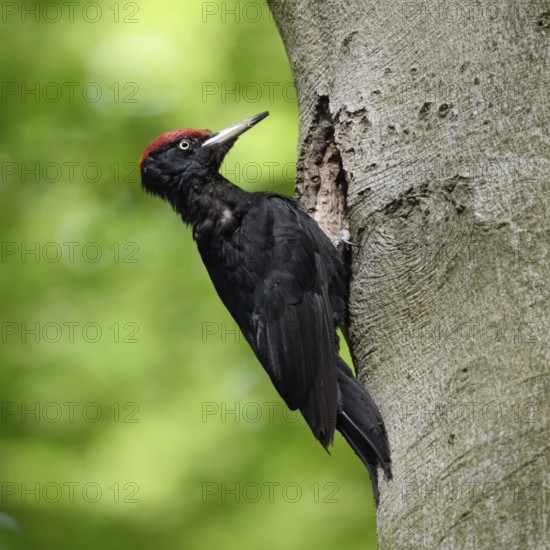 Ants in the feathers... Black woodpecker (Dryocopus martius), adult male, returning to his breeding cavity in an old beech tree after foraging, woodpecker, old trees, wildlife, native nature in Germany, Lower Rhine, North Rhine-Westphalia, Western Europe