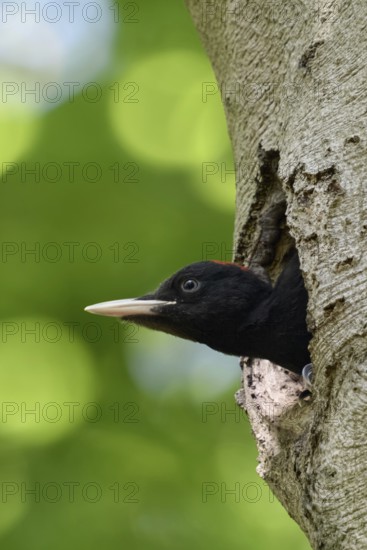 Widely developed... Black woodpecker (Dryocopus martius), young male black woodpecker stretches his head far out of his breeding cavity in an old beech tree, funny picture, native nature in Germany, Lower Rhine, North Rhine-Westphalia, Western Europe