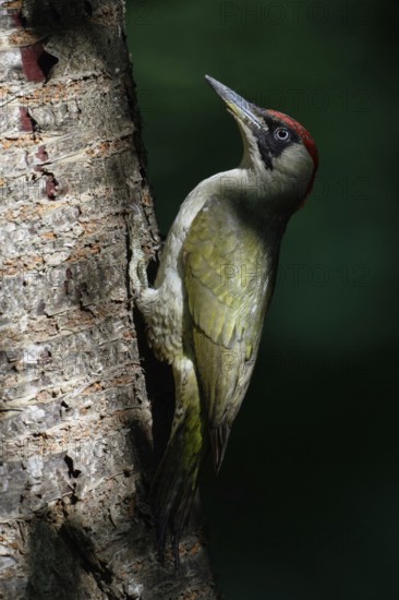 Play of light in the forest... Green woodpecker (Picus viridis) on the trunk of a cherry tree, in typical woodpecker posture, Lower Rhine, North Rhine-Westphalia, Germany, Western Europe