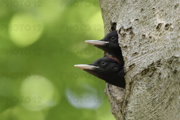 Double-decker... Black woodpecker (Dryocopus martius), juvenile, young black woodpeckers, male below, female above, sticking their heads far out of their breeding cavity in an old beech tree, soon fledged, waiting for feeding, funny picture, native nature in Germany, Lower Rhine, North Rhine-Westphalia, Western Europe