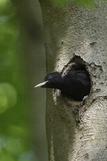 Black woodpecker (Dryocopus martius), juvenile, young male black woodpecker is already leaning far out of his nesting cavity, will soon be fledged, looks funny, funny animal pictures, wildlife, native nature in Germany, Lower Rhine, North Rhine-Westphalia, Western Europe
