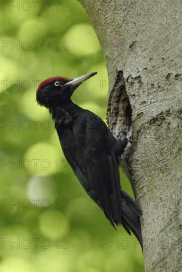 Black woodpecker (Dryocopus martius), adult male, at his breeding cavity in an old beech tree in front of a bright yellow-green background, clear light, fresh colours, woodpecker, needs old trees, wildlife, native nature in Germany, Lower Rhine, North Rhine-Westphalia, Western Europe