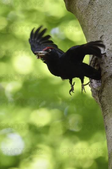 Black woodpecker (Dryocopus martius), adult male in flight, leaves its breeding cavity in an old beech tree with a faecal bag in its beak, keeps the woodpecker cavity clean, animal behaviour, native nature in Germany, Lower Rhine, North Rhine-Westphalia, Western Europe