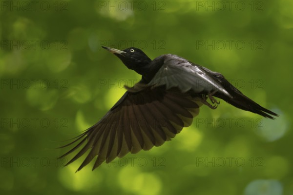 Black woodpecker (Dryocopus martius) adult female in flight through the forest, flying woodpecker, native nature in Germany, Lower Rhine, North Rhine-Westphalia, Western Europe