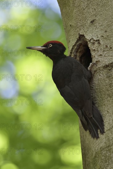 Looking back... Black woodpecker (Dryocopus martius), adult male at his breeding den in an old beech tree in front of a bright yellow-green background, clear light, fresh colours, looking around, checking for danger, typical behaviour of woodpeckers, native nature in Germany, Lower Rhine, North Rhine-Westphalia, Western Europe