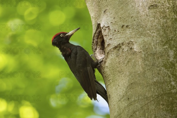 In the sunshine... Black woodpecker (Dryocopus martius) under the canopy of beech trees, adult male, at his breeding den in an old beech tree in front of a bright yellow-green background, clear light, fresh colours, woodpecker, needs old trees, native nature in Germany, Lower Rhine, North Rhine-Westphalia, Western Europe