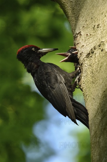 Black woodpecker (Dryocopus martius), adult male, at his breeding den in an old beech tree feeding the excited offspring, two young birds, native nature in Germany, Lower Rhine, North Rhine-Westphalia, Western Europe